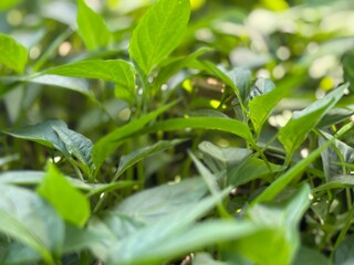 Macro style photo of chili seedlings with soft blur background. Green leaves showing fresh growth, natural gardening, and agricultural plant care.