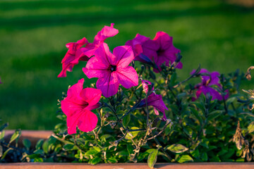 lose-up of vibrant purple-magenta petunias blooming in warm sunset light, with dark green leaves against a blurred lawn background. A colorful spring scene in the Mediterranean. Antalya, Turkey.