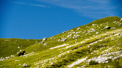 Lo spettacolare sentiero delle Crode Rosse con vista sul gruppo roccioso delle Pale di San Martino....