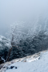 Snow Covered Atlas Cedar trees in Chelia National Park Algeria