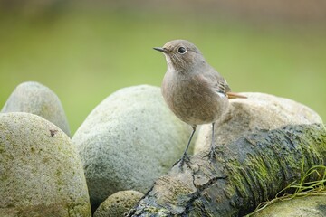 Black redstart - Phoenicurus ochruros - female on a stick near the stones.