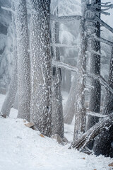 Snow Covered Atlas Cedar trees in Chelia National Park Algeria