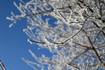 Frost Covered Tree Branches Against Clear Blue Winter Sky


A close-up photograph of delicate tree branches covered with white frost crystals on a bright winter day. The icy texture and sharp details 