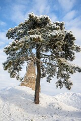 Stary Jicin castle ruins. Pine trees in the upper courtyard. Czech Republic.