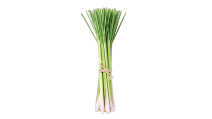 Lemongrass Bundle Tied with Twine on White Background