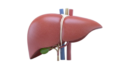 Liver Anatomy Model Isolated on White