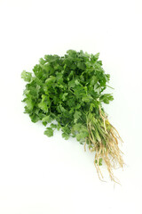 Bunch of coriander leaves on white background