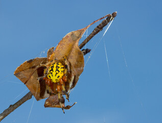Marbled orbweaver spider (Araneus marmoreus) with clear blue sky in the background. She is concealed within a folded leaf secured with webbing. 