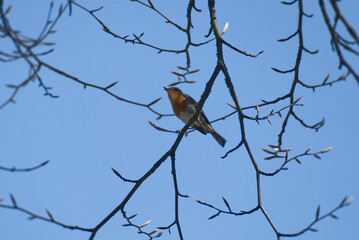 European robin (Erithacus rubecula) sitting on a tree branch in Zurich, Switzerland