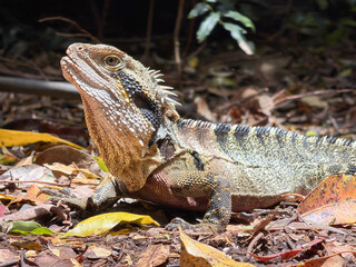 Native Australian Eastern Dragon close up
