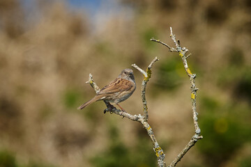 Dunnock, or Hedge Sparrow or Hedge Accentor (Prunella modularis) perched on a branch against a neutral background.
