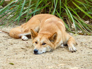 Sleepy Dingo lying down