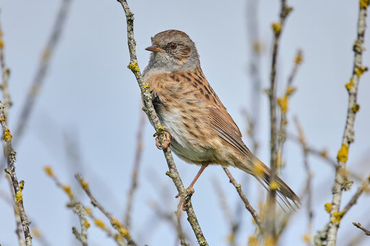 Dunnock, or Hedge Sparrow or Hedge Accentor (Prunella modularis) close-up perched on a branch against a neutral background.