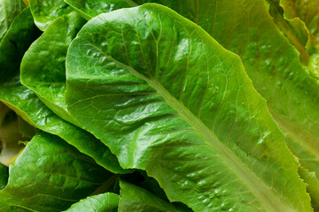 Close-up of fresh organic green cos lettuce, showing crisp texture and vibrant green leaves.