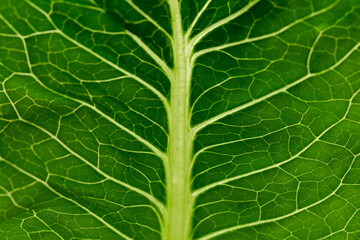 Close-up of fresh organic green cos lettuce, showing crisp texture and vibrant green leaves.