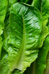 Close-up of fresh organic green cos lettuce, showing crisp texture and vibrant green leaves.