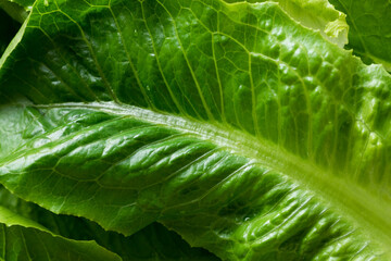 Close-up of fresh organic green cos lettuce, showing crisp texture and vibrant green leaves.
