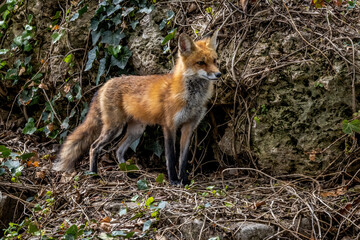 A Red Fox vixen alertly guards the entrance to her den.