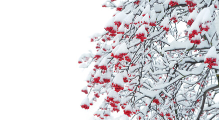 winter landscape with snowy rowan trees. Beautiful rowan tree branches with red berries covered...