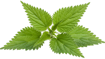 Fresh green nettle leaf close up detail isolated on transparent background