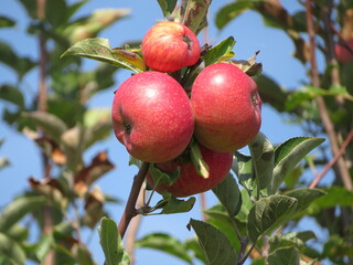 Delicious and tasty apples on the tree, ready to pick and enjoy