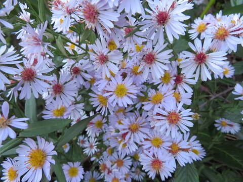 beautiful flowers in the garden, colorful aroma, bouquet, gift