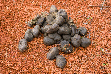 Pile of Animal Droppings on Red Gravel Surface