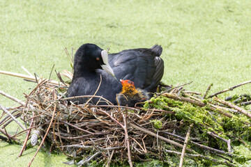 Foulque macroule au nid © Pascal