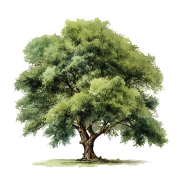 Zelkova Tree in watercolor painting style, vector illustration on white background.