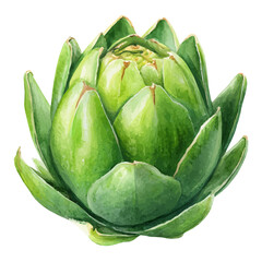 Fototapeta premium Watercolor vector illustration of Artichoke Agave, isolated on white background.