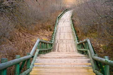 Winding Wooden Boardwalk Ascending Through a Barren Forest Landscape