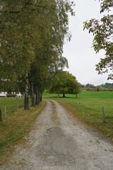 Fototapeta premium Diese Einfahrt mit Schotter führt zu einem Haus im Oberstaufener Ortsteil Steibis. Das Laub der Bäume zwischen dem Weg und der Wiese ist teils herbstlich verfärbt.