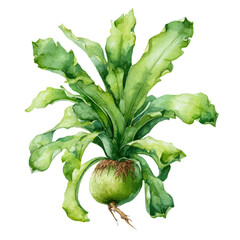 Staghorn Fern in watercolor style, vector illustration, isolated on white background. © Andrews