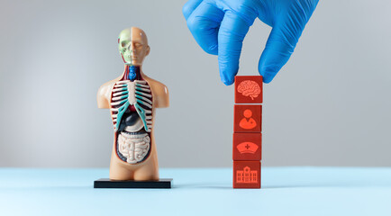 An anatomical model and a doctor's hand place a red wooden cube with a brain icon. Concept of brain...