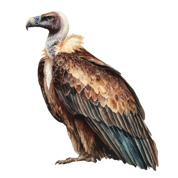 Watercolor illustration of Vulture, vector artwork, isolated on white background.
