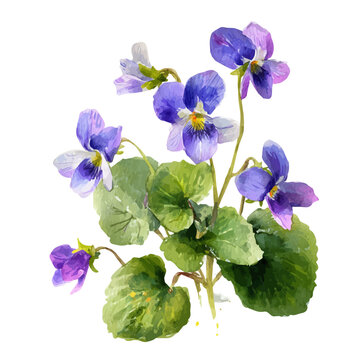 Watercolor-style vector illustration of Sweet Violet, isolated on a clean white background.