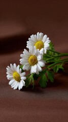 Obraz premium Beautiful white daisies on brown background with green leaves