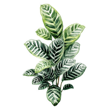 Watercolor illustration of Zebra Plant, vector artwork, isolated on white background.