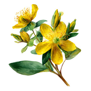 St. Johns Wort in watercolor style, vector illustration, isolated on white background.