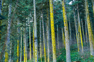 Lichen-Covered Trees in a Dense Forest