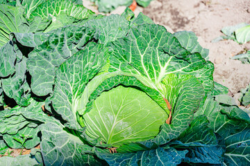 巨大に育った家庭菜園のキャベツ