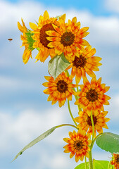 many sunflowers on one plant with soft blue sky background form a beautiful composition with a bee flying into the top blossom