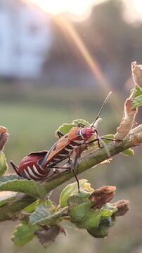 Mating cotton stainer bugs (Dysdercus cingulatus) on a plant, with sun flare.