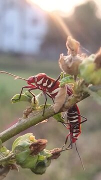 Mating cotton stainer bugs (Dysdercus cingulatus) on a plant, with sun flare.
