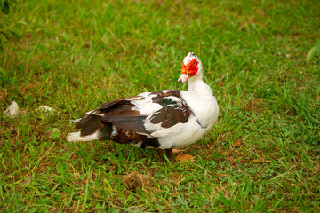 A close-up of a red-headed goose. Geese and ducks stroll across the grass in a green pasture meadow. The village is home to livestock farming and agriculture.