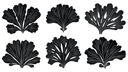 Black and white botanical illustration of six fern like plant specimens © MdSamsuzzaman