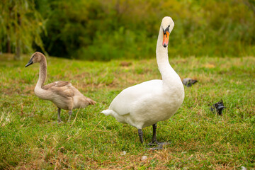 A close-up of a swan walking in a meadow. Nesting waterfowl. A flock of swans strolls across the green grass.