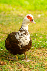 A close-up of a red-headed goose. Geese and ducks stroll across the grass in a green pasture meadow. The village is home to livestock farming and agriculture.