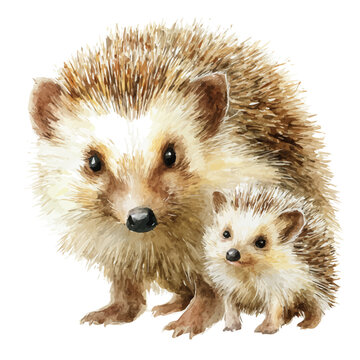 Hedgehog Tenrec With Its Baby, watercolor illustration, vector style, isolated on a white background.