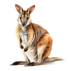 Wallaby, watercolor illustration, vector style, isolated on a white background.